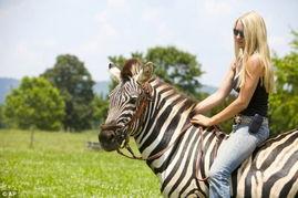 美国电影在线观看斑马,探索美国电影斑马的精彩瞬间